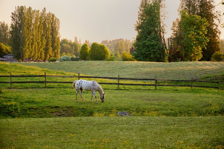 A white horse grazing in a lush green field, surrounded by trees and a wooden fence at sunset. 
