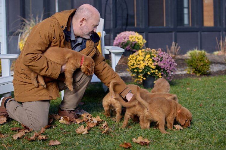 A man kneeling on the grass, surrounded by playful golden retriever puppies.