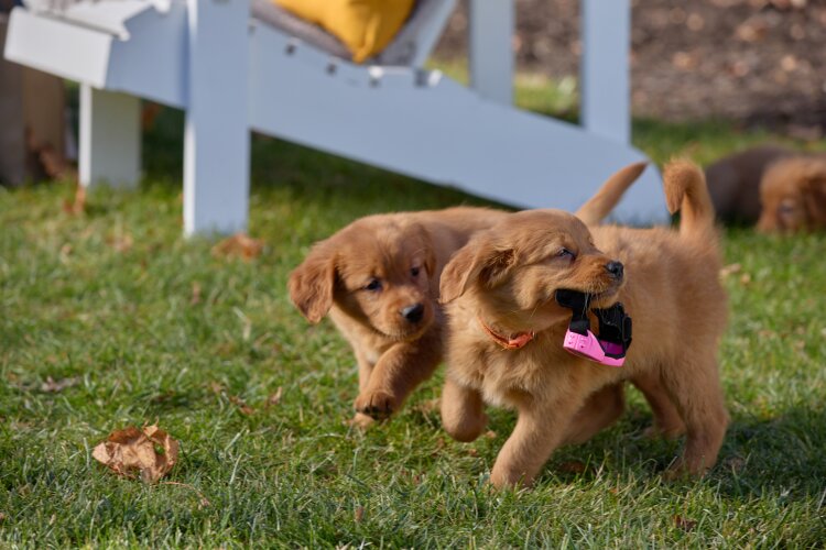 Two golden retriever puppies playing on the grass, one carrying a toy in its mouth.