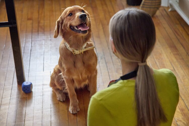 A golden retriever sitting on the floor, looking up at a person with a happy expression. 